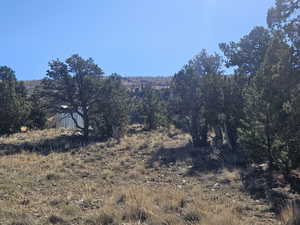 Beautiful Property Views - tons of trees & flat areas!