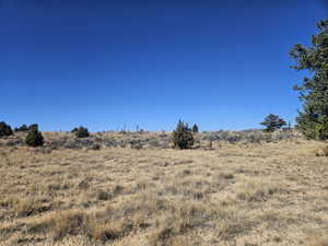 Beautiful Property Views - tons of trees & flat areas!