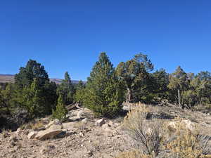 Beautiful Property Views - tons of trees & flat areas!
