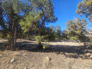 Beautiful Property Views - tons of trees & flat areas!