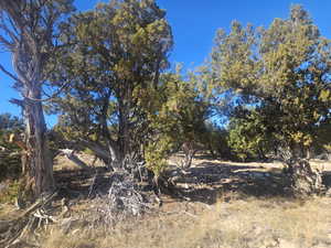 Beautiful Property Views - tons of trees & flat areas!