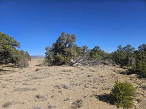 Beautiful Property Views - tons of trees & flat areas!