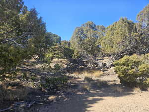 Beautiful Property Views - tons of trees & flat areas!