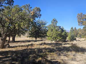 Beautiful Property Views - tons of trees & flat areas!