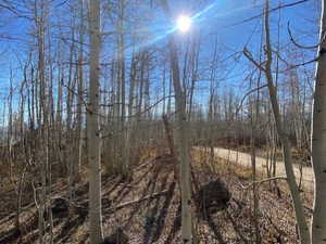 View of local wilderness