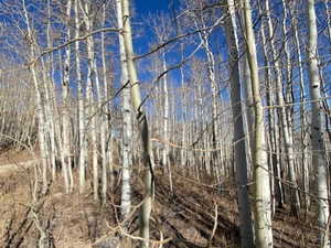 View of undeveloped land