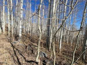 View of local wilderness
