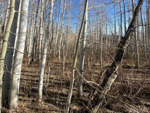 View of local wilderness