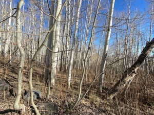 View of local wilderness