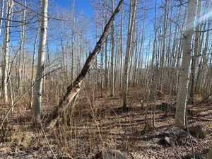 View of local wilderness