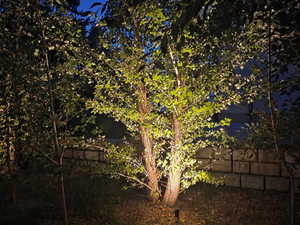 View of local wilderness