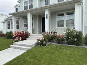 Doorway to property with a front porch, lawn, and roses in full bloom and trimmed.