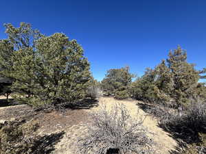 View of local wilderness