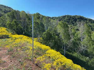 View of tree filled area