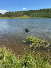 Water view featuring a forest