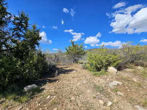 View of local wilderness