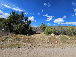 View of local wilderness
