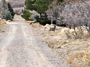 View of dirt / gravel road