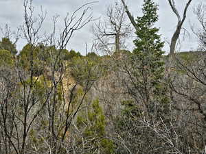 View of tree filled area