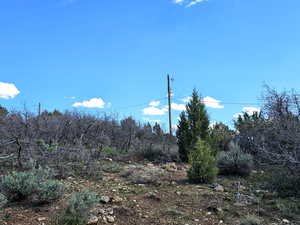 View of local wilderness