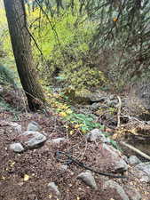 View of local wilderness