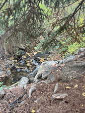 View of local wilderness