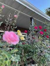 View of roses in front of covered porch