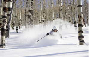 Perfectly spaced Aspen trees throughout!