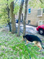 View of yard. NW corner. looking SW at a GSD