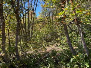 Wooded lot