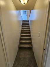 Stairs featuring carpet