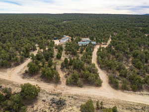 Aerial view of a forest