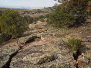 View of local wilderness
