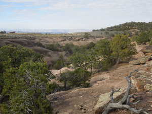View of local wilderness