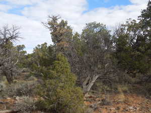 View of local wilderness