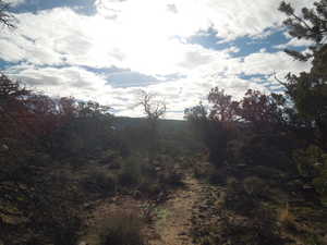 View of local wilderness
