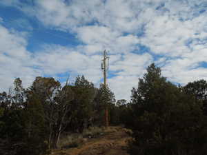 View of tree filled area