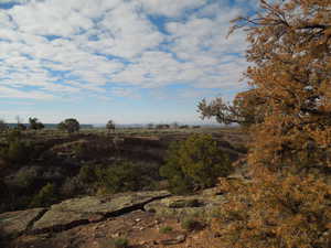View of local wilderness