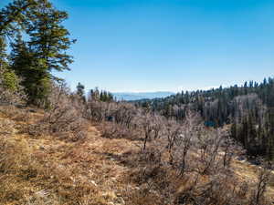 Mountain view featuring a heavily wooded area