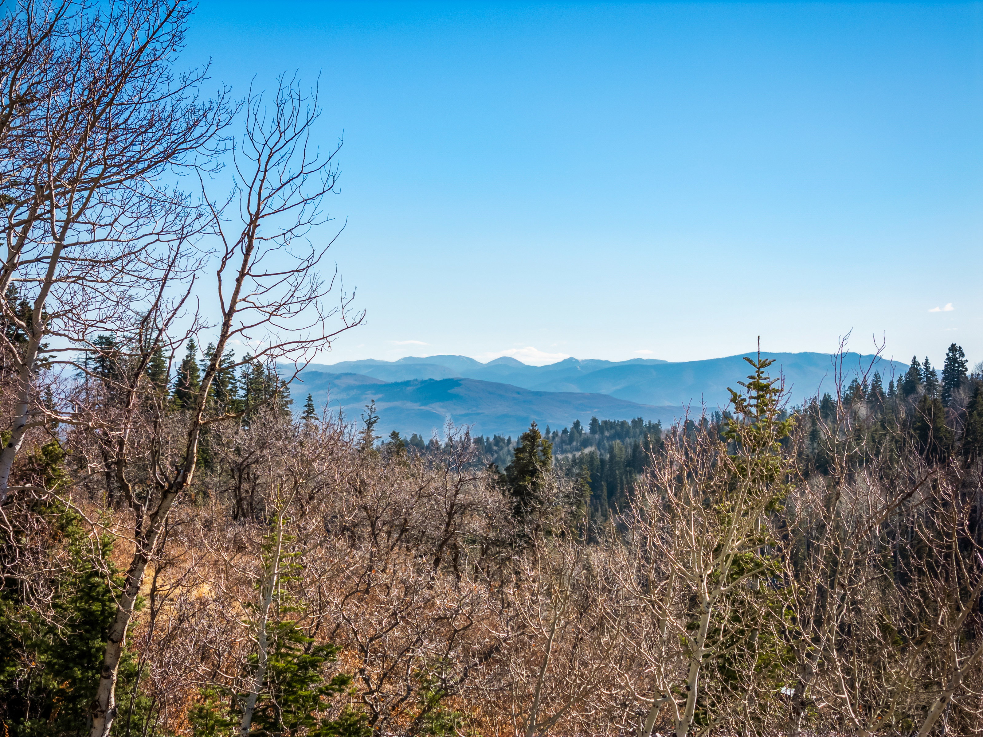 View of mountain background with a forest