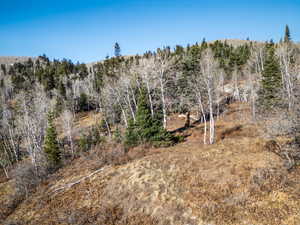 View of tree filled area