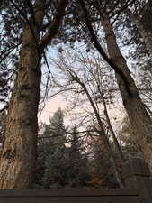 View of local wilderness