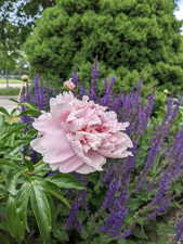 Peony flowers in Spring/Summer