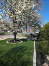 Beautiful Mature Tree in front during Spring