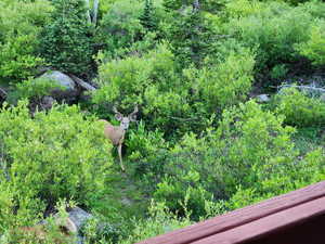 Neighbors (deer & moose)