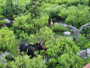 Neighbors (deer & moose)