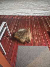 Neighbor (porcupine)