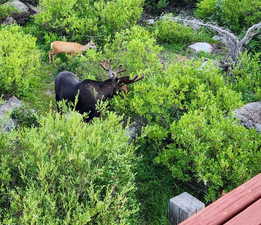 Neighbors (deer & moose)