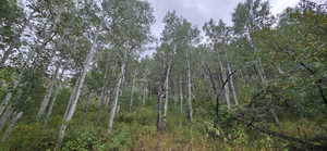 Inside Quaking Aspens