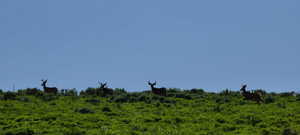 Annual Migrating Mule Deer